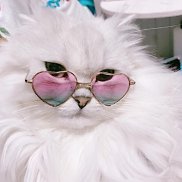 ������, 21 ���, ������