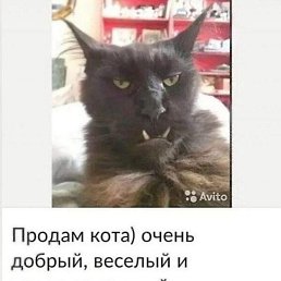 ,  , 51 