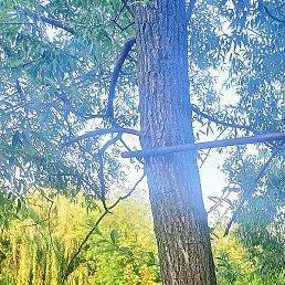 �������, ������, 41 ���