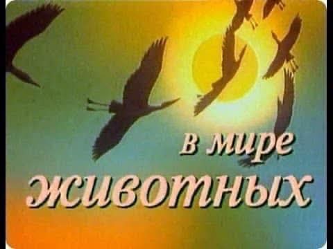 17 апреля 1968 года впервые вышла в эфир телевизионная программа «В мире животных».Среди ...