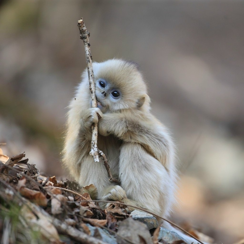    -   .   ,     ... - 5