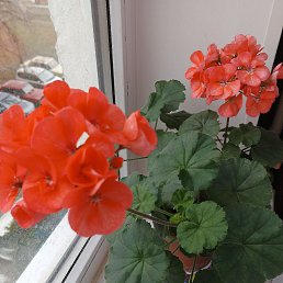  , , 49  -  22  2024