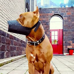 �������, �����-���������, 46 ���