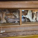 ���� ������, �������, 55 ��� - ��������� 30 ���� 2026 � ������ ��������