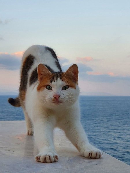 ������ �� ��������� ����� ���� ������ ����� - 9