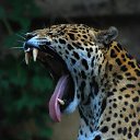 ���� B.o.r.z, ������ - ��������� 31 ������ 2025 � ������ ���� ����������