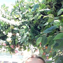 Lena, ������