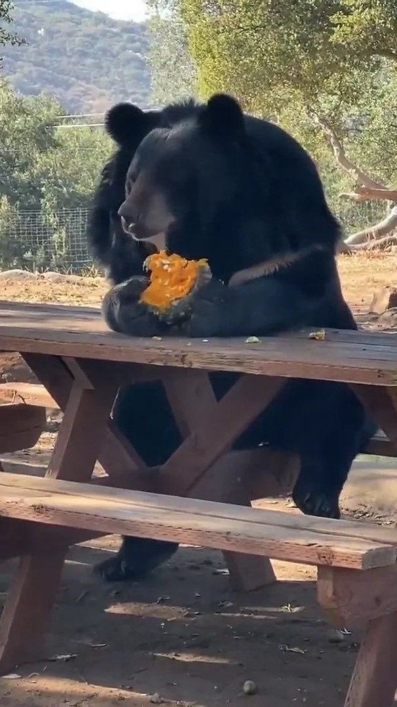      -   ,      , ... - 3