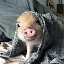 ������, �����������, 40 ���