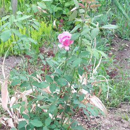 ������� �������, ������, 46 ���