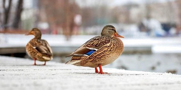 В преддверии Нового года в столицу пришла оттепель — в ближайшие дни небо затянут облака, ожидается ...
