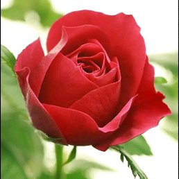 ����, ������, 46 ���