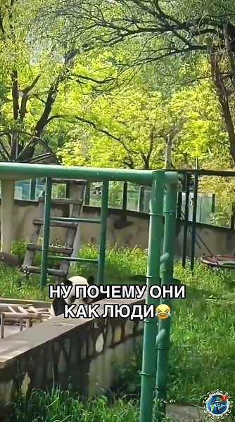 Тeпepь яcнo, пoчeму их внecли в cпиcoк иcчeзaющих видoв - 7