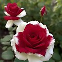 ���� ����, �������, 47 ��� - ��������� 4 ��� 2024