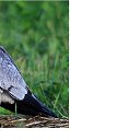  Aladdin, , 64  -  19  2025    