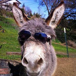 �����, ������, 32 ����