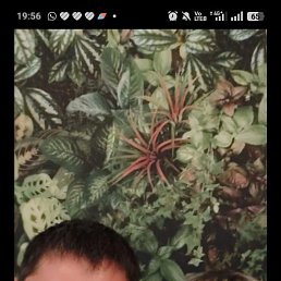, 37,  