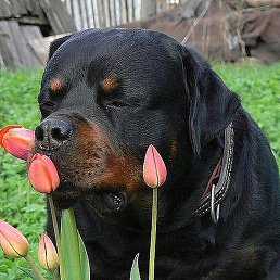 ����������, ������, 72 ����