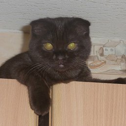 ������, ������, 48 ���