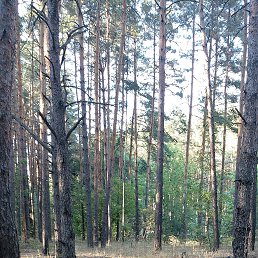 ���� Anna, ������-��-����, 46 ��� - ��������� 24 ����� 2026