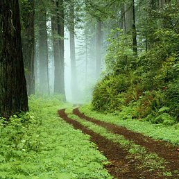 Chili_05, ������, 50 ���