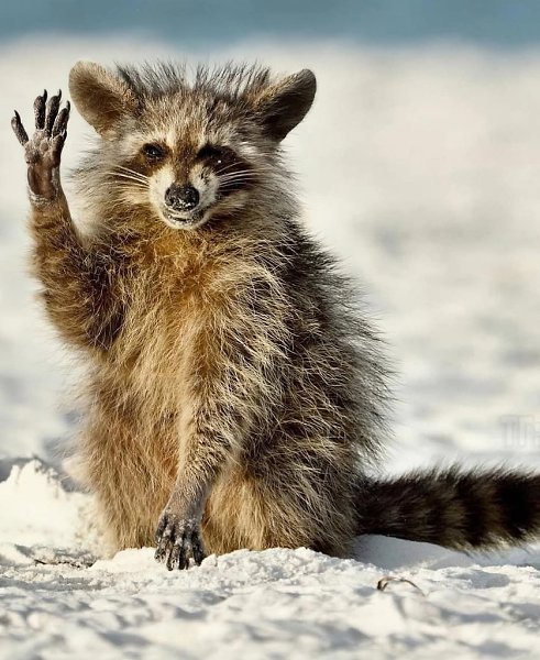 :)   Comedy Wildlife Photography Awards      - 3