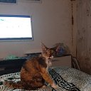 ���� ����, �����-���������, 62 ���� - ��������� 12 ������ 2025 � ������ ������ ��������