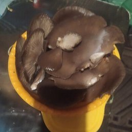 Vika, �����������, 45 ���