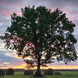 �������, ������, 40 ���