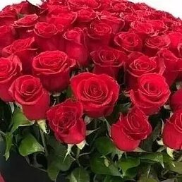 �����, ������-��-����, 37 ���