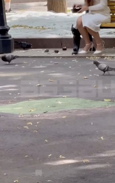 «Москвичи, вы вообще уже о*уели???». На улицах Москвы была замечена дама, которая кормит голубей... ...