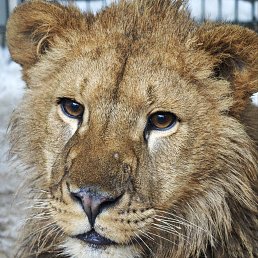 ���� �����, ������ - ��������� 8 ����� 2026