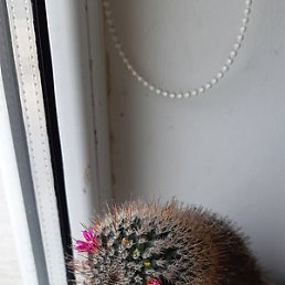 �����, ���������, 66 ���