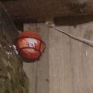 �������, 49 ���, ������