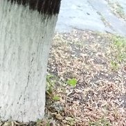 ���������, 29 ���, ������� ����