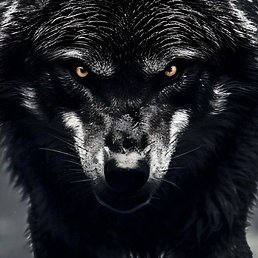 ������, �����������, 49 ���