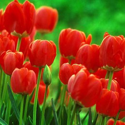 @����, ���������, 55 ���