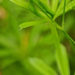 ��������� �����, �������, 62 ����