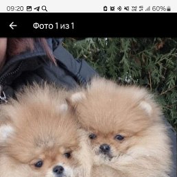 �����, ������, 26 ���