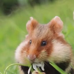 Fatih, ������, 45 ���