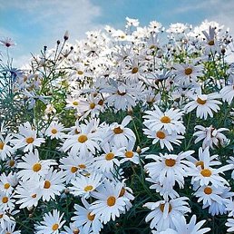 ����, ������, 56 ���