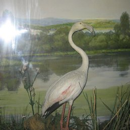 �����, ������, 60 ���