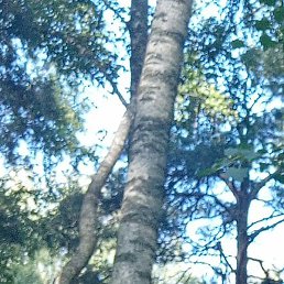 ����, ������, 53 ����