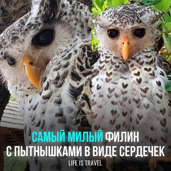 Такой вот необычный окрас у непальского филина! Этих пернатых не пугает дневное время, они спокойно ...