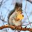 ���� Snow Leopard, ���������, 67 ��� - ��������� 2 ������ 2026