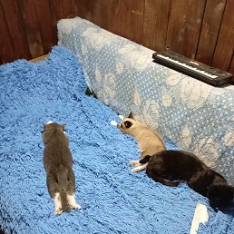 ���� �����, �������, 43 ���� - ��������� 18 ����� 2026