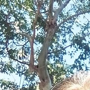 �����, 54 ����, �����