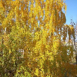 ������, ���, 51 ���