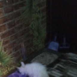 ���� ������� ����������, ������, 43 ���� - ��������� 13 ���� 2024