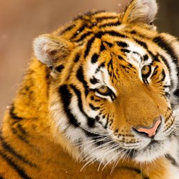 ���� Kdn, ���������, 45 ��� - ��������� 7 ������� 2023